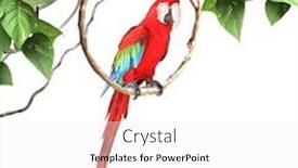  Presentation with parrot - Slide deck featuring ara-parrot-scarlet-macaw-ara background and a white colored foreground