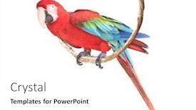  Presentation with parrot - Audience pleasing slide set consisting of ara-parrot-scarlet-macaw-ara backdrop and a white colored foreground