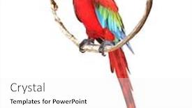  Presentation with parrot - Presentation theme having ara-parrot-scarlet-macaw-ara background and a white colored foreground