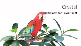  Presentation with parrot - PPT layouts enhanced with ara-parrot-scarlet-macaw-sits background and a white colored foreground