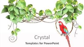  Presentation with frame border - Slide deck featuring ara-parrot-sits background and a white colored foreground