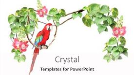  Presentation with frame border - Presentation design consisting of ara-parrot-sits background and a white colored foreground