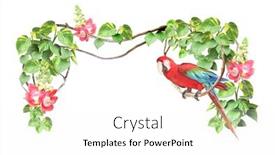  Presentation with tropical flowers - Theme having ara-parrot-sits background and a white colored foreground