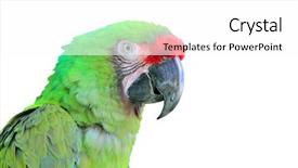  Presentation with military green - Colorful PPT layouts enhanced with araa - ara militaris military macaw green backdrop and a white colored foreground