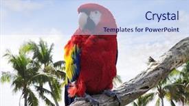  Presentation with parrot - Beautiful PPT layouts featuring araa - colorful parrot sitting backdrop and a sky blue colored foreground