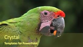  Presentation with military green - Beautiful presentation theme featuring araa - great green macaw ara ambiguus backdrop and a tawny brown colored foreground