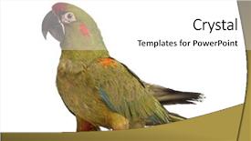  Presentation with red - Cool new PPT theme with araa - red-fronted macaw ara rubrogenys 6 backdrop and a white colored foreground