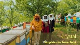  Presentation with honey bee - Presentation theme having arab-woman-investitors background and a tawny brown colored foreground