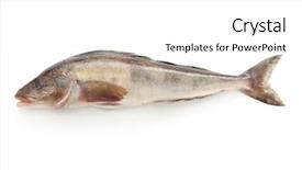  Presentation with aquaculture big cages for fish - PPT theme enhanced with arabesque greenling okhotsk atka mackerel background and a white colored foreground