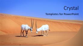  Presentation with uae - Slide deck featuring arabian antelopes in the desert background and a light blue colored foreground