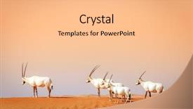  Presentation with uae - Audience pleasing presentation theme consisting of arabian antelopes in the desert backdrop and a coral colored foreground