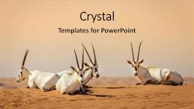  Presentation with uae - Beautiful theme featuring arabian antelopes in the desert backdrop and a lemonade colored foreground