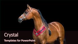  Presentation with horse - Audience pleasing presentation design consisting of arabian bay horse portrait backdrop and a wine colored foreground