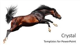  Presentation with stallion - Audience pleasing PPT theme consisting of arabian chestnut stallion backdrop and a white colored foreground