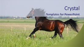  Presentation with stallion - Audience pleasing PPT theme consisting of view of old wallet with cash isolated on white with clipping path backdrop and a light gray colored foreground