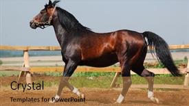  Presentation with stallion - Amazing PPT layouts having arabian dapple-chestnut stallion backdrop and a coral colored foreground