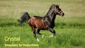  Presentation with stallion - Slides featuring arabian dapple-chestnut stallion background and a tawny brown colored foreground