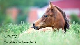  Presentation with foal - Audience pleasing presentation theme consisting of arabian-foal-lying-in-field backdrop and a mint green colored foreground