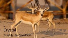  Presentation with abu dhabi - Presentation having arabian gazelle in abu dhabi background and a coral colored foreground