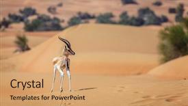  Presentation with uae - Slide deck enhanced with arabian gazelle in the desert background and a coral colored foreground