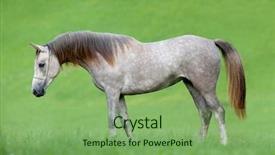  Presentation with horse in field - Amazing presentation theme having arabian grey horse in field backdrop and a  colored foreground