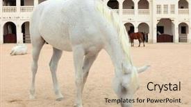  Presentation with horse - PPT theme featuring arabian horse in a paddock background and a soft green colored foreground