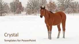  Presentation with fuzzy - Theme with arabian horse in his fuzzy winter coat on a cold gray winter day background and a sky blue colored foreground