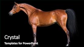  Presentation with horse - Cool new presentation theme with arabian horse isolated on black backdrop and a black colored foreground