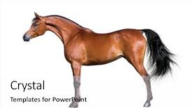  Presentation with white horse - Slide set with arabian horse isolated on white background and a white colored foreground