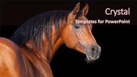  Presentation with horse - Colorful presentation design enhanced with arabian horse isolated backdrop and a wine colored foreground