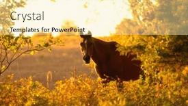  Presentation with horse - PPT layouts featuring arabian-horse-looking and a blonde colored foreground