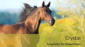  Presentation with motion - PPT theme featuring arabian horse portrait in motion background and a yellow colored foreground