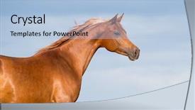  Presentation with horse head - Amazing PPT theme having old empty kitchen wooden board isolated on white background backdrop and a coral colored foreground.