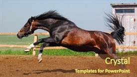  Presentation with stallion - Audience pleasing slide deck consisting of arabian horses - dapple-chestnut stallion backdrop and a  colored foreground