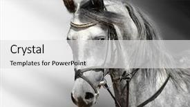  Presentation with arab - Cool new presentation design with arabian horses - dapple-grey horse arab backdrop and a white colored foreground