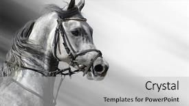  Presentation with arab - Presentation theme with arabian horses - dapple-grey horse arab background and a light gray colored foreground