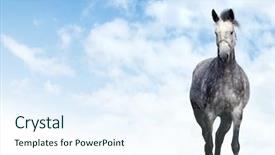  Presentation with horse - Audience pleasing presentation theme consisting of arabian horses - dappled-grey horse backdrop and a  colored foreground