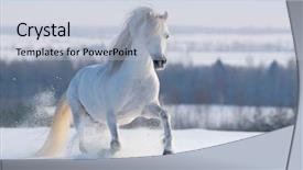  Presentation with welsh - Slide deck with arabian horses - gray welsh pony galloping background and a lemonade colored foreground