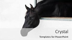  Presentation with horse head - Amazing PPT theme having pile of overload paperwork backdrop and a sky blue colored foreground