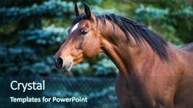  Presentation with horse head - PPT theme with arabian horses - horse head on green fir-tree background and a ocean colored foreground