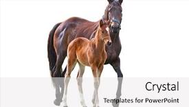  Presentation with foal - Audience pleasing slide set consisting of arabian horses - horse with foal isolated backdrop and a white colored foreground