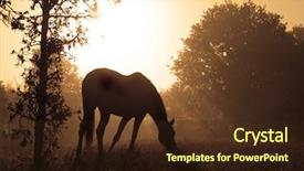  Presentation with peaceful - Amazing presentation theme having arabian horses - peaceful image of a grazing backdrop and a wine colored foreground