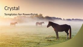  Presentation with wild horses - Presentation design with arabian horses grazing on pasture background and a lemonade colored foreground