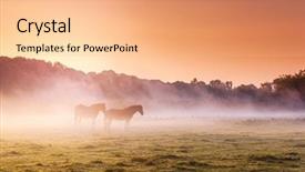  Presentation with pasture - Amazing slides having arabian horses grazing on pasture backdrop and a coral colored foreground