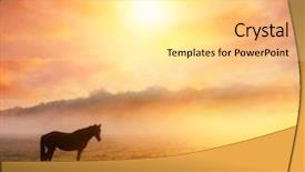  Presentation with pasture - Cool new presentation theme with arabian horses grazing on pasture backdrop and a white colored foreground