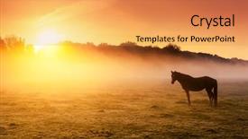 Presentation with pasture - Colorful PPT theme enhanced with arabian horses grazing on pasture backdrop and a gold colored foreground