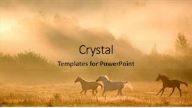  Presentation with horses - Amazing slides having arabian horses in sunrise backdrop and a yellow colored foreground