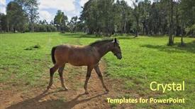  Presentation with pension - Presentation featuring arabian horses lovely bay colt background and a tawny brown colored foreground