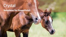  Presentation with foal - Slide deck with arabian mare and foal closeup on green background background and a coral colored foreground