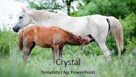  Presentation with foal - Theme enhanced with arabian mare and foal in field background and a seafoam green colored foreground